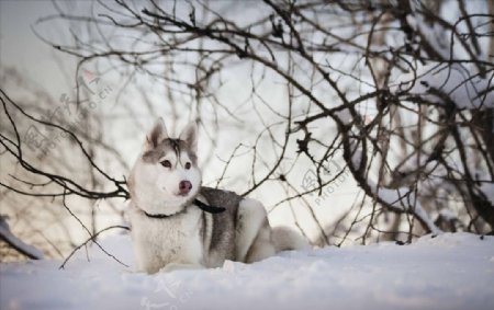 行走在雪地上的雪橇犬