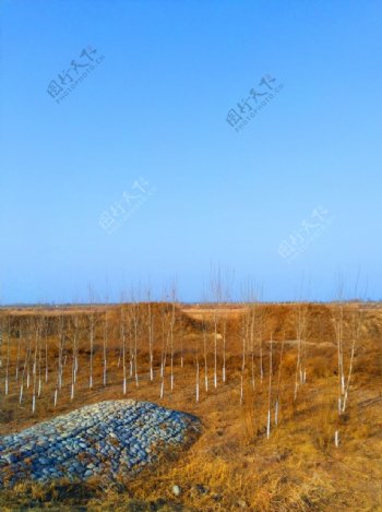 深秋时节的树林风景