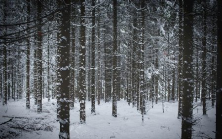 冷冬树林雪景