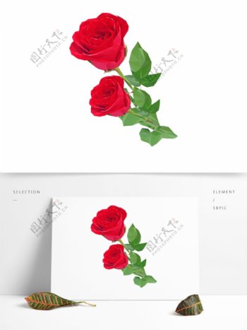红色玫瑰花卉植物素材