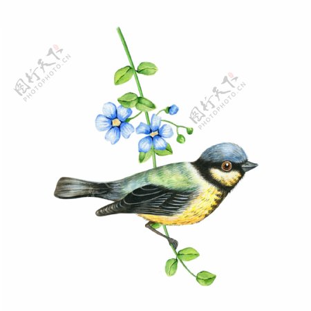 水彩花枝上的小鸟装饰PNG免抠图