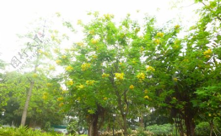 黄花树