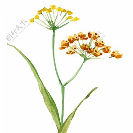 水彩手绘黄色油菜花植物元素
