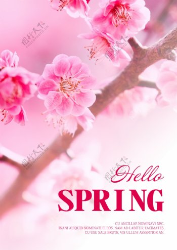 粉色浪漫萨拉春天版的海报