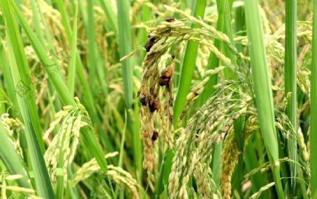 水稻稻曲病