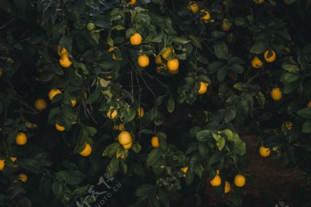 满树柠檬