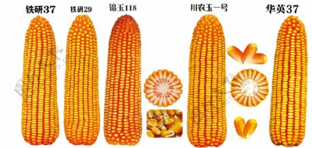 玉米图案