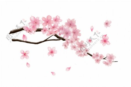 粉色植物樱花盛开插画