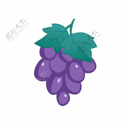 紫色高甜度大粒葡萄