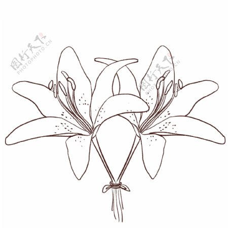 手绘线性两朵的百合花