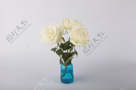 三朵白色玫瑰花插在花瓶中
