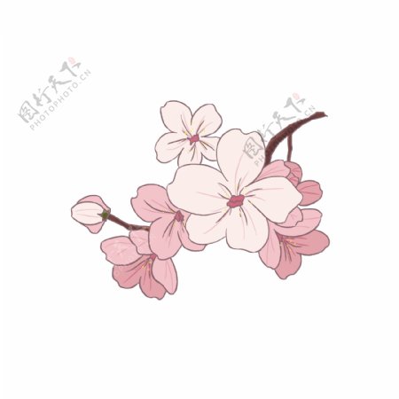 粉白色的春天樱花插画