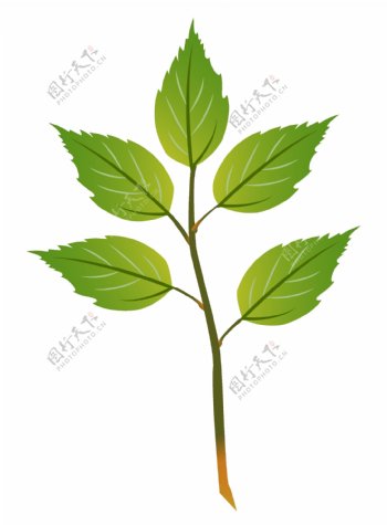 绿色植物的叶子插画
