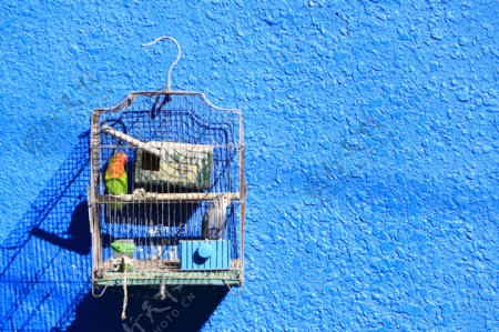 蓝墙上的鹦鹉鸟笼