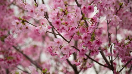 樱花树六摄影图片