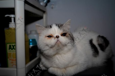 可爱的加菲猫商业摄影