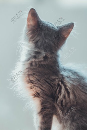可爱的猫咪背影照片