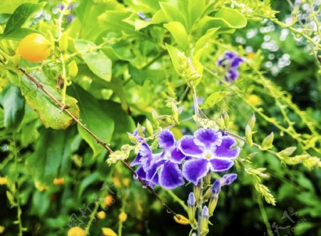 绿叶中的蓝紫色花朵