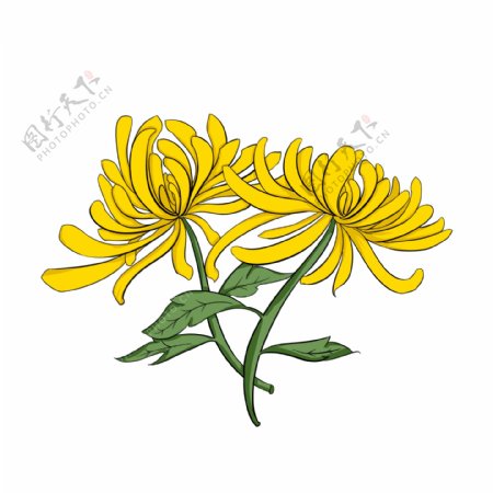 黄色的菊花装饰插画