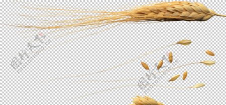 小麦麦