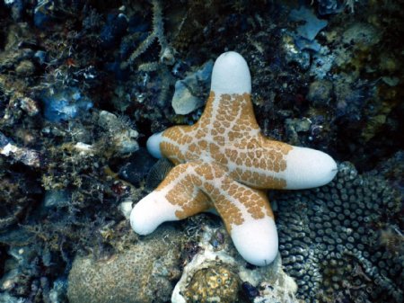 海底海星