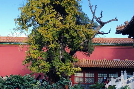 北京故宫花园
