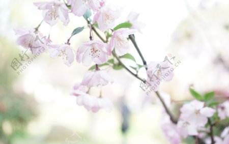 春季花粉色樱花