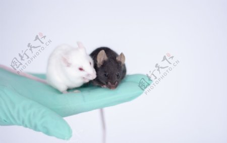 实验室小白鼠