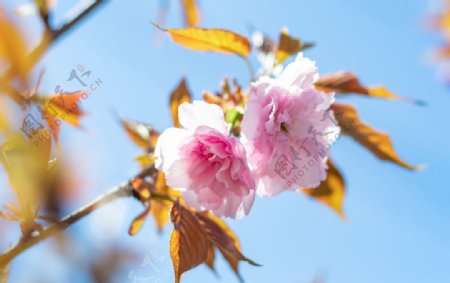 樱花树