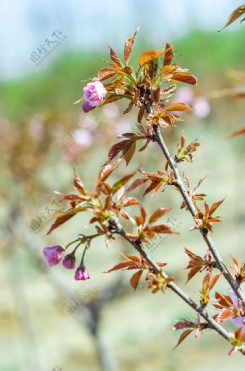 樱花树