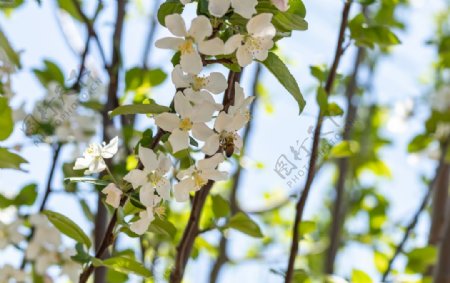 苹果花