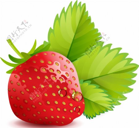 原创手绘一颗刚采摘的草莓