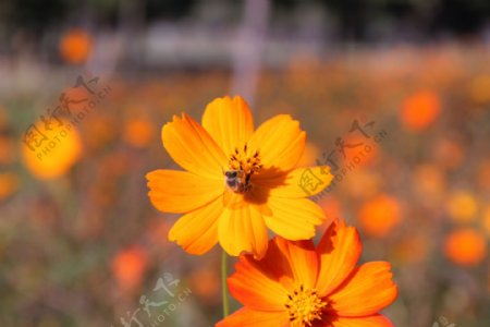 阳光下波斯菊上的蜜蜂