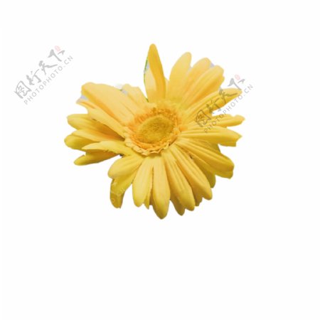 美丽的黄色花朵下载