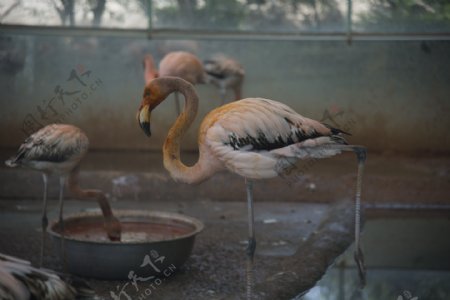 郑州动物园摄影之火焰鸟