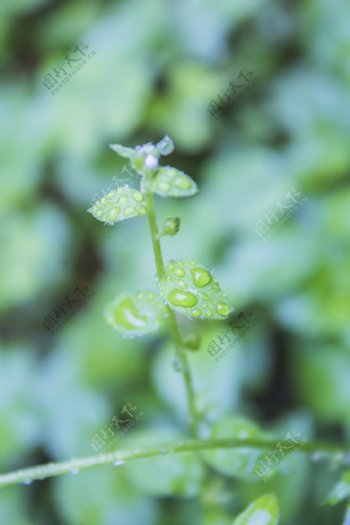 清明时节的雨天植物