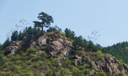 高山远山山上青松