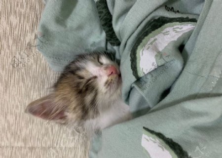熟睡小奶猫