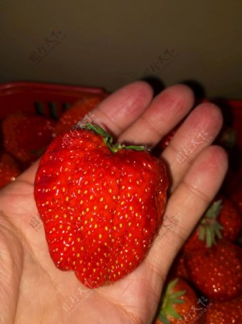 手中的草莓