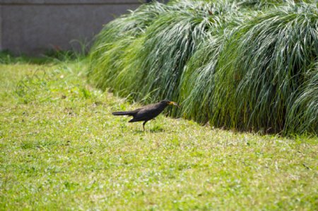 草地上的黑色乌鸦摄影