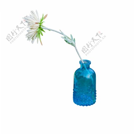 白色菊花开花水瓶元素