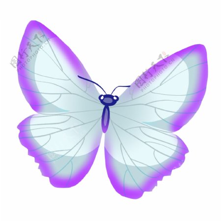 粉色的昆虫蝴蝶插画