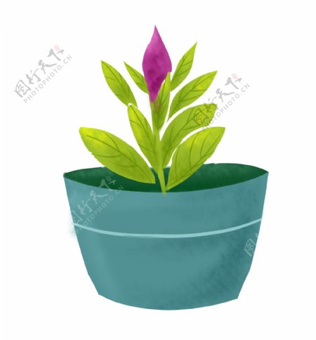 紫色小花盆栽插画