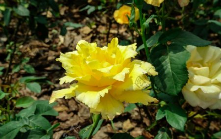 花边黄玫瑰
