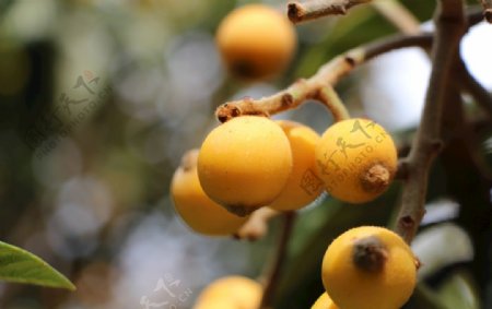 枇杷水果水果摄影生态水果