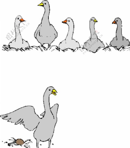 禽类插画