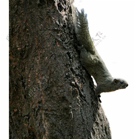 可爱的松鼠在树上