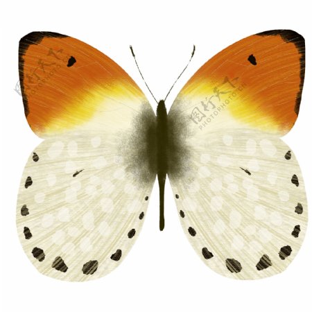 昆虫蝴蝶白斑