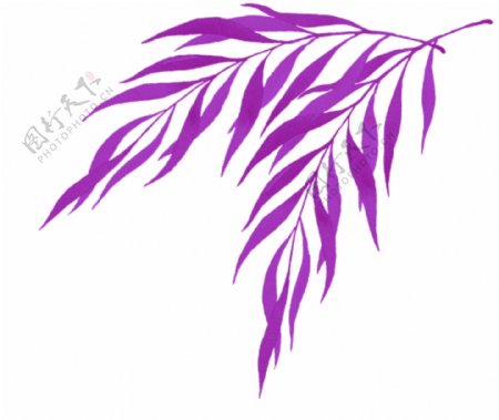 戛纳紫色叶子