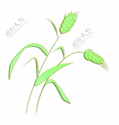 绿色图案麦穗设计